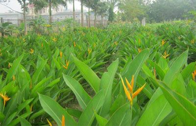 Hoa Sen Việt chuyên bán cây giống thiên điểu số lượng lớn được ươm tại vườn.