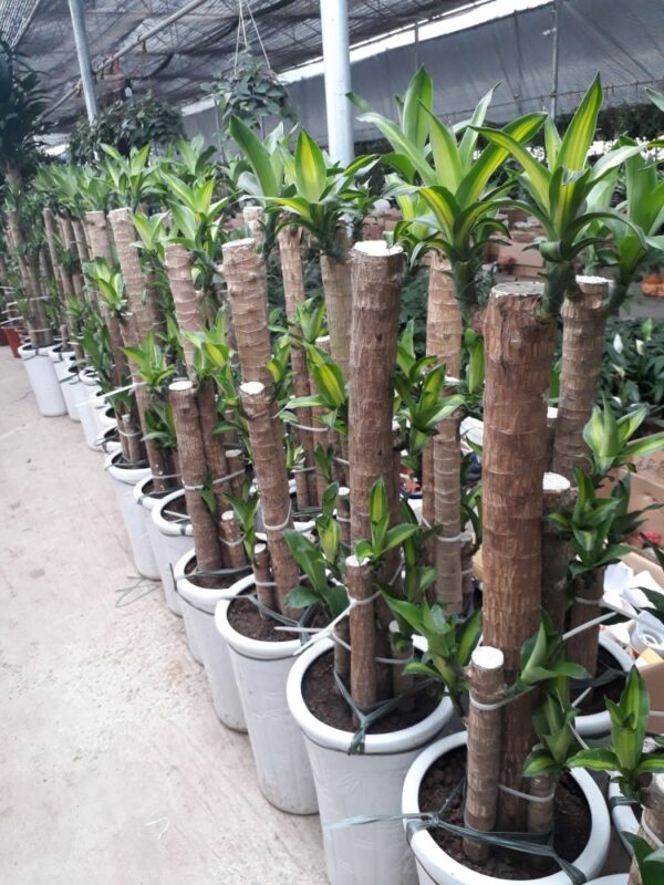 Cây thiết mộc lan - bán cây thiết mộc lan tại Đà Nẵng