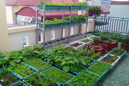 Bán chậu trồng cây, chậu trồng rau giá rẻ tại Đà Nẵng.