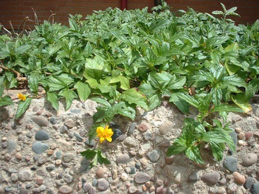 Cỏ xuyến chi thường được trồng thảm, lối đi resort khách sạn ven biển.
