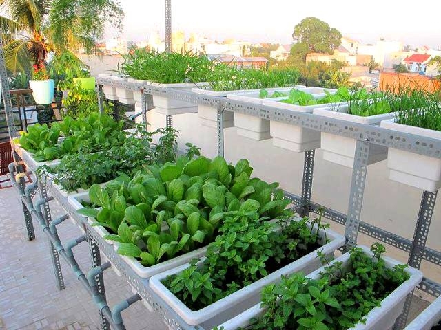 hệ thống trồng rau thông minh kết hợp với nguồn đất sạch trồng rau Đà Nẵng.