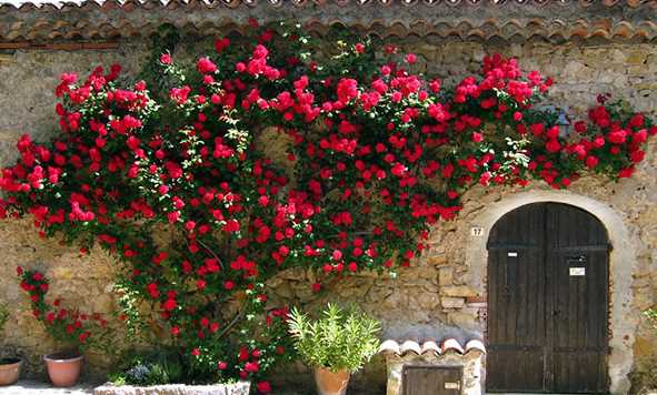 Hoa hồng leo tường rất đẹp.