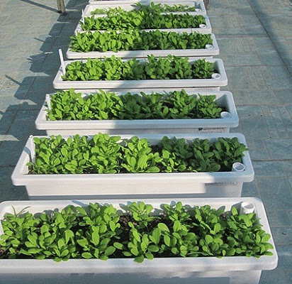 1 dàn rau xanh mướt sử dụng khay trồng rau Hoa Sen Việt.