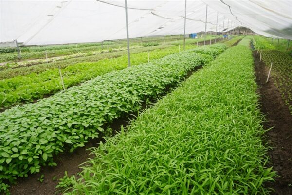 Phương pháp trồng rau hữu cơ sử dụng phân bò cho lượng rau sạch và an toàn.