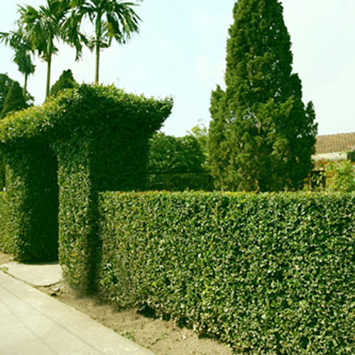 Cây ắc ó thường được sử dụng trồng viền, lối đi.