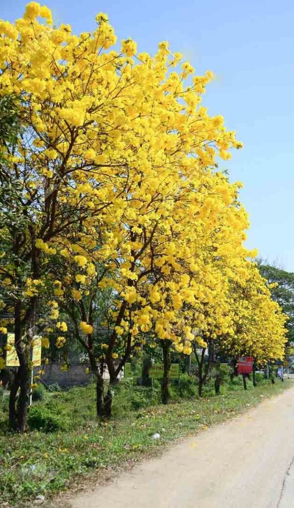 Chuông vàng thường được trồng công trình đường phố, khu đô thị.