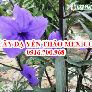 Cây dạ yến thảo Mexico - Giá bán, cách trồng và chăm sóc dạ yến thảo Mexico