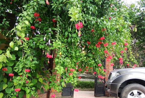 Hoa Sen Việt chuyên bán cây hoa dâm bụt giá rẻ số lượng lớn.