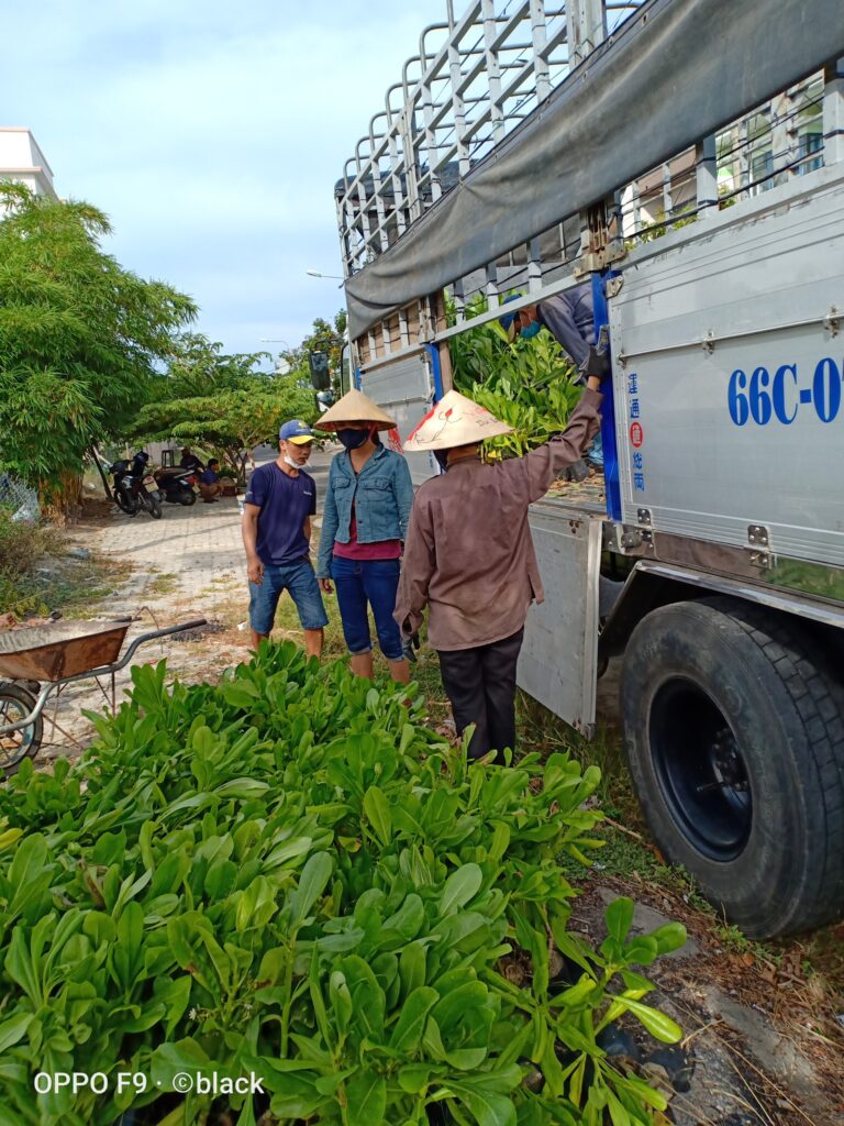 Đội nhân công đang bốc cây lên xe chuyển đi các tỉnh khắp Việt Nam