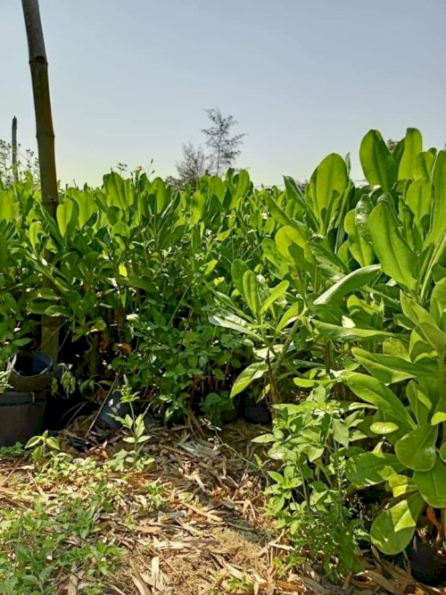 hình ảnh cây phong ba tại vườn ươm Hoa Sen Việt.