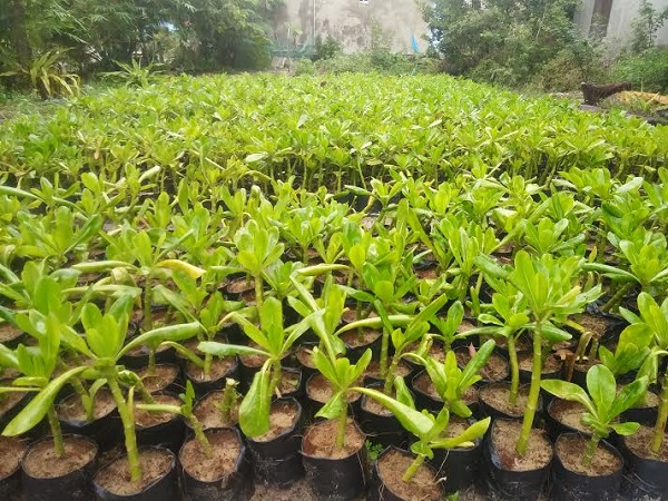 Hoa Sen Việt chuyên bán cây phong ba số lượng lớn, đa dạng kích cỡ từ cây giống đến cây trưởng thành lâu năm.
