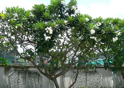Cây sứ đại thường được trồng vườn hoặc đường phố.