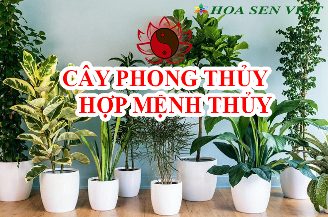 bán cây phong thủy đà nẵng - Cây cảnh Đà Nẵng - Hoa Sen Việt