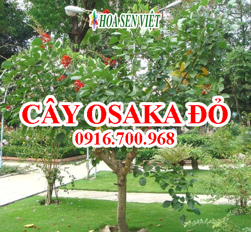 Cây Osaka đỏ - Giá bán, cách trồng và chăm sóc cây Osaka đỏ
