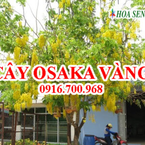 Cây Osaka vàng - Giá bán, cách trồng và chăm sóc cây Osaka vàng