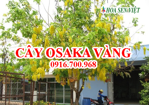 Cây Osaka vàng - Giá bán, cách trồng và chăm sóc cây Osaka vàng