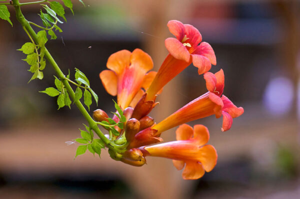 Hoa đăng tiêu hình chuông nhỏ nhắn, màu sắc rực rỡ.