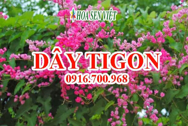 Hoa tigon - Giá bán, cách trồng và chăm sóc hoa tigon