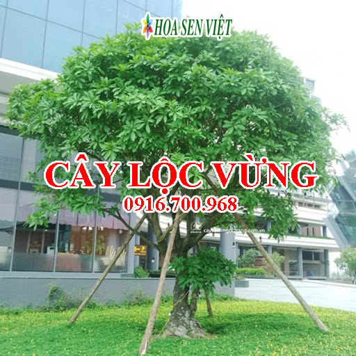 Cây lộc vừng - Giá bán, cách trồng và chăm sóc cây lộc vừng - Cây cảnh Đà  Nẵng - Hoa Sen Việt