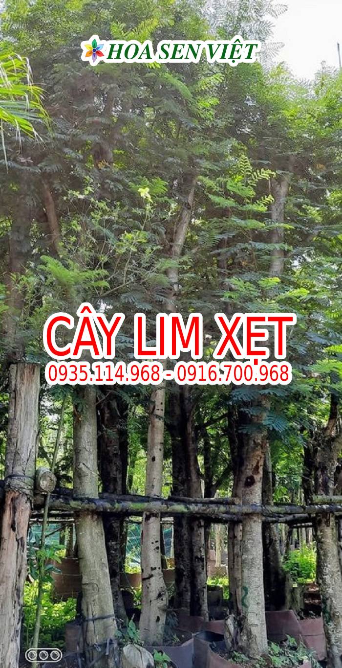 Hoa Sen Việt là đơn vị bán cây lim xẹt số lượng lớn, uy tín tại miền Trung