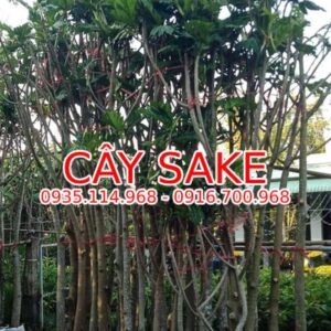Cây sake - giá bán, cách trồng và chăm sóc cây sake