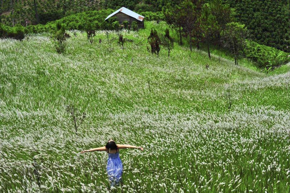 Một cô gái rất xinh đẹp đang tạo dáng giữa cánh đồng cỏ lau đang mùa nở hoa đẹp tinh khôi