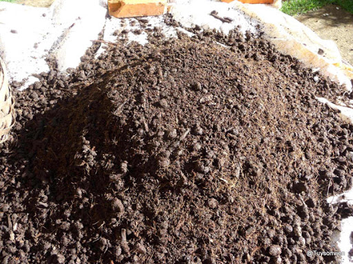 Trộn đất với phân để tạo nguồn dinh dưỡng tốt cho cây cau tam giác.