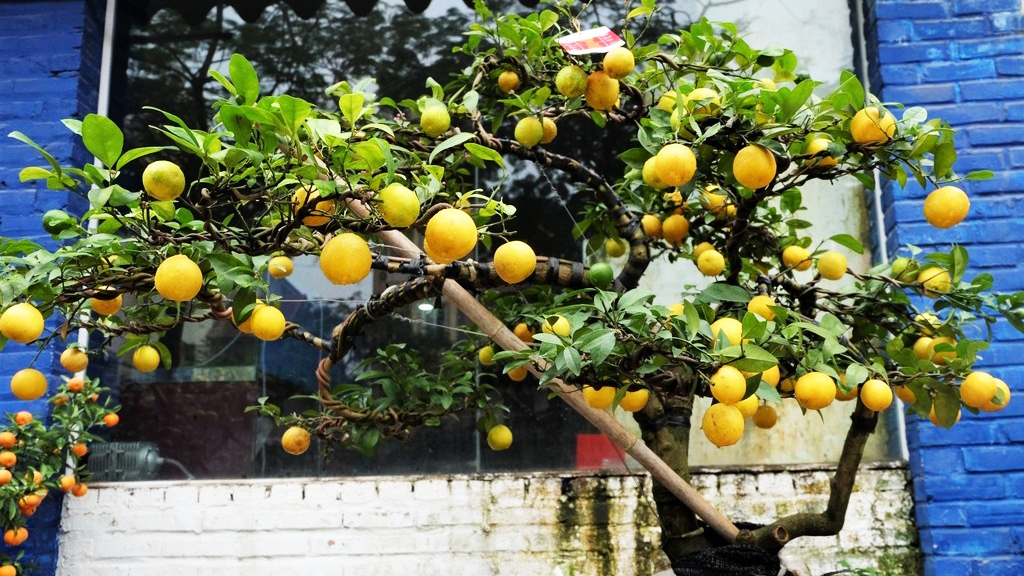 Hoa Sen Việt chuyên bán cây ăn quả trồng chậu giá rẻ tại Đà Nẵng.