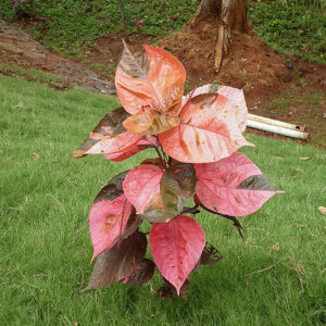 Cây lá phổi có màu sắc lá rất đẹp, là điểm nhấn của cây.