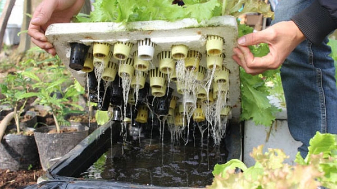 Khay trồng rau còn được ứng dụng thi công trồng rau thủy canh tĩnh rất sáng tạo.