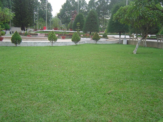 Cỏ lá gừng được sử dụng phổ biến trong trồng thảm.