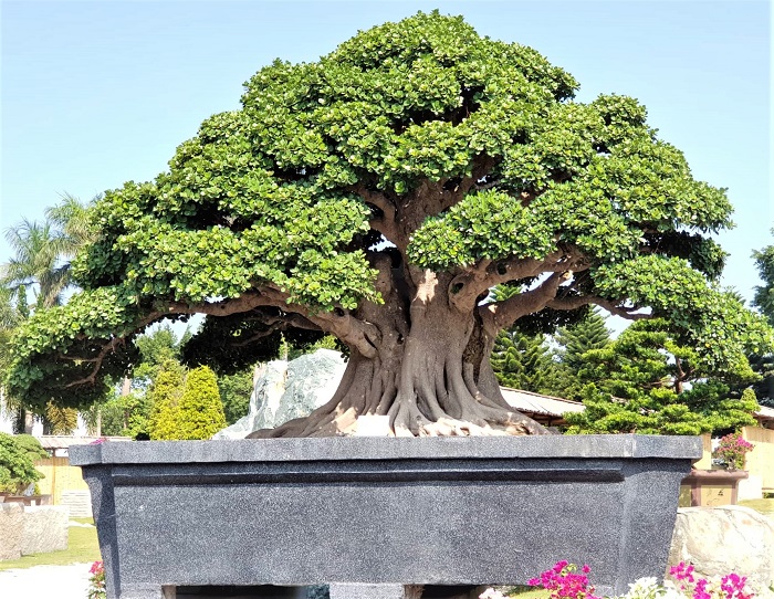 Bán cây cảnh bonsai Đà Nẵng giá rẻ nhất.