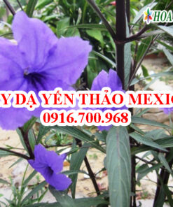 Cây dạ yến thảo Mexico - Giá bán, cách trồng và chăm sóc dạ yến thảo Mexico