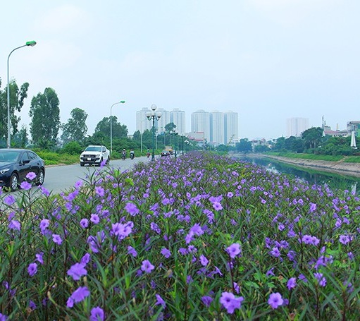 Dạ yến thảo được trồng thành bụi, dọc đường, hoặc trong khuôn viên khu đô thị, trường học, bệnh viện, công sở.