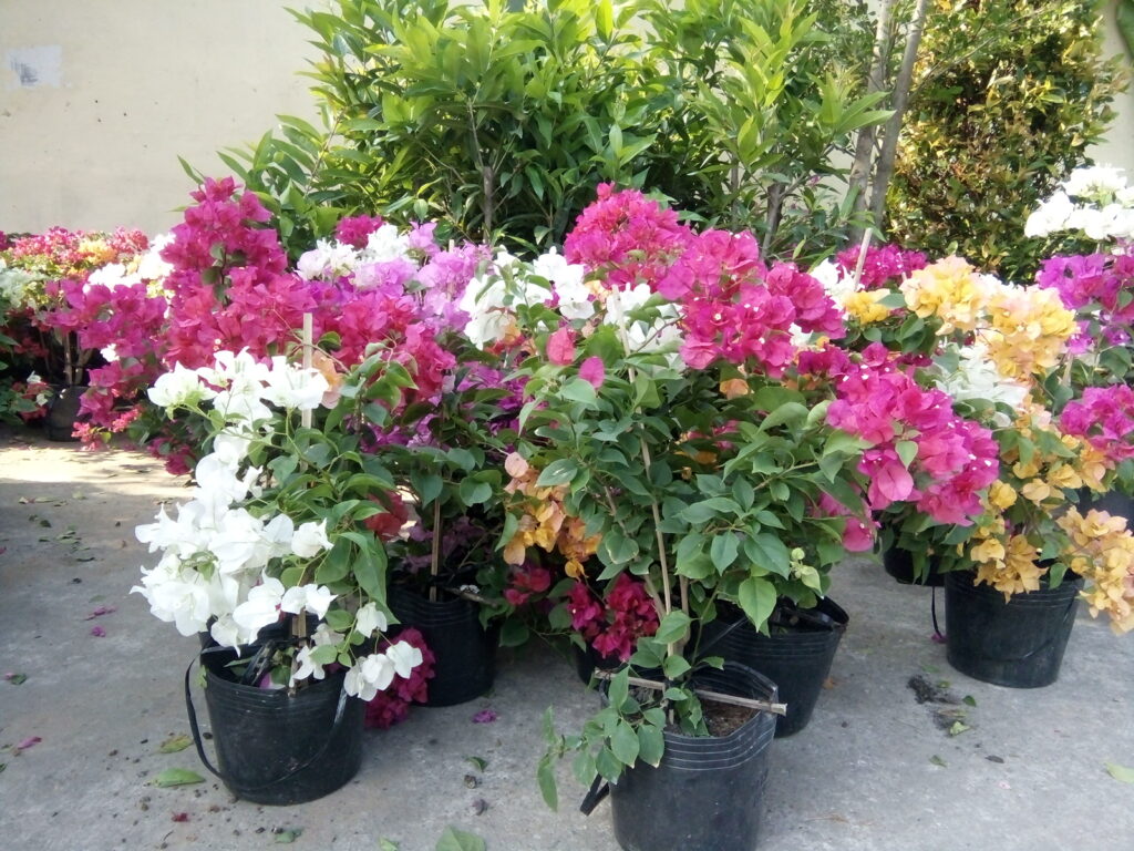 Hoa Sen Việt chuyên bán các loại cây hoa giấy đa dạng kích cỡ, đường kính và chiều cao cây hoa giấy.