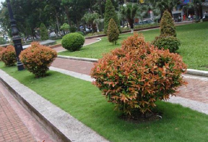Hồng lộc thường sử dụng trong trồng cảnh quan, khuôn viên.