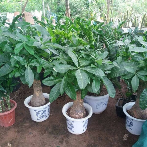 Hoa Sen Việt chuyên bán cây kim ngân số lượng lớn, đa dạng kích thước từ cây giống đến cây trưởng thành.