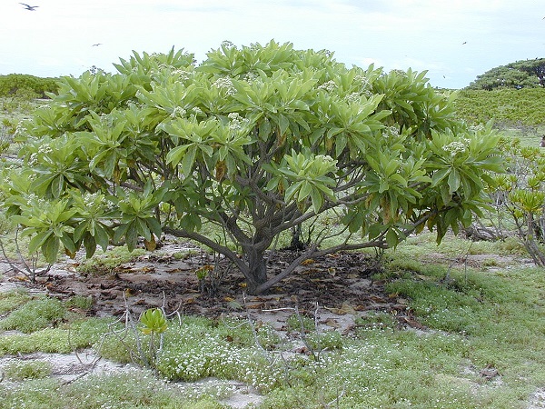Loại cây này thích hợp với khí hậu khắc nghiệt vùng gần biển.
