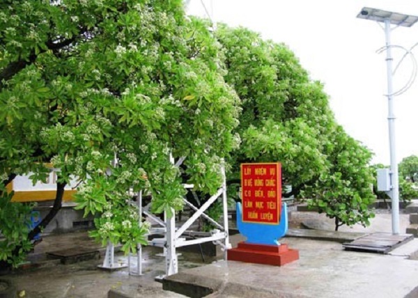 Cây thường được sử dụng như biểu tượng quần đảo Trường Sa thuộc chủ quyền lãnh thổ Việt Nam.