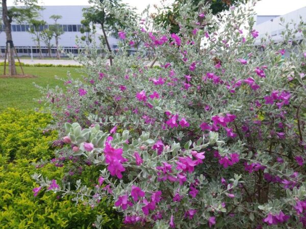 Hoa tuyết sơn phi hồng nở màu tím, gần như quanh năm.
