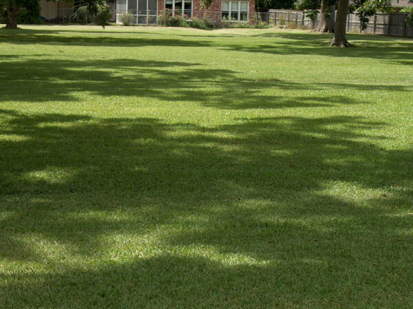 Cỏ lá gừng ứng dụng trồng thảm sân vườn hoặc thảm cỏ công viên rất đẹp và xanh mướt.