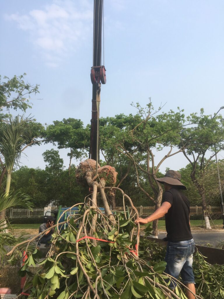 Một nhân viên Hoa Sen Việt đang móc, cẩu cây thi công trực tiếp tại công trình.