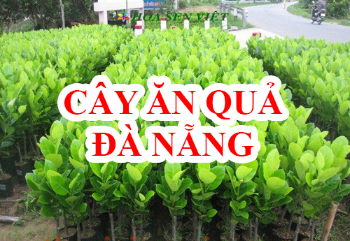 Vườn ươm Hoa Sen Việt luôn sẵn sàng số lượng lớn giống cây ăn quả Đà Nẵng