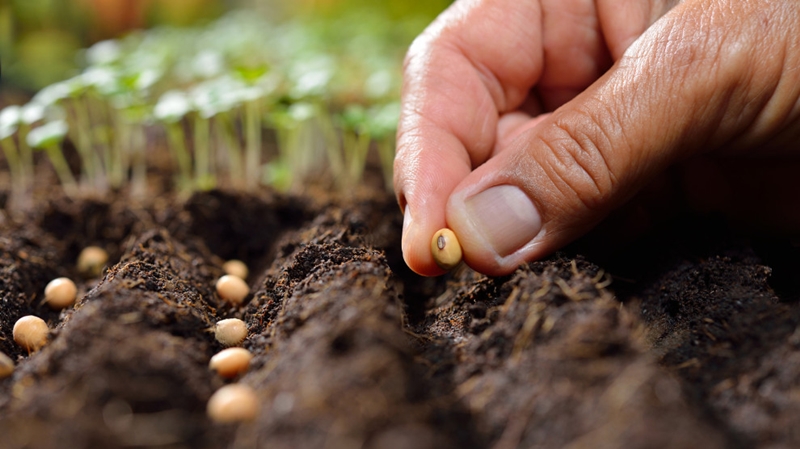 Gieo hạt giống rau đều tay theo khoảng cách quy định trên bao bì hạt giống rau.