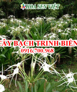 Cây bạch trinh biển - Giá bán, cách trồng và chăm sóc cây bạch trinh biển