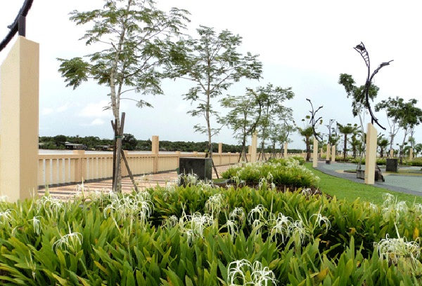 Cây bạch trinh biển thích hợp trồng viền cảnh quan cây xanh.
