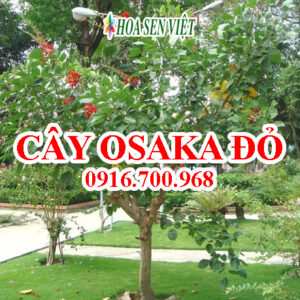 Cây Osaka đỏ - Giá bán, cách trồng và chăm sóc cây Osaka đỏ