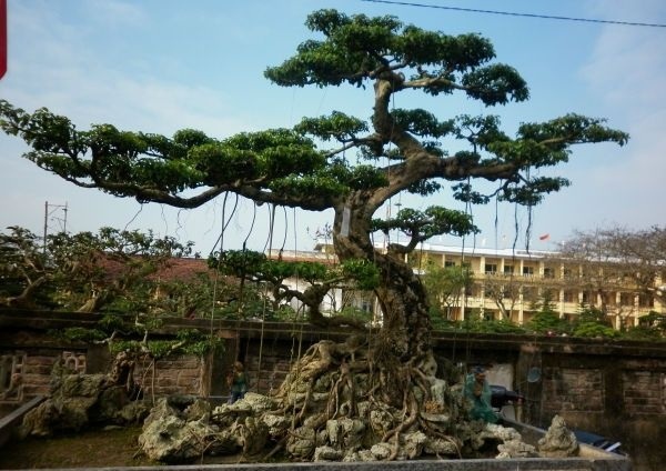 Tùng la hán tạo dáng bonsai cực kỳ đẹp.