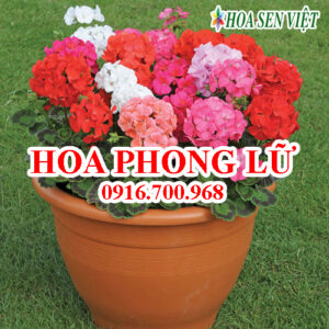 Hoa phong lữ - Giá bán, cách trồng và chăm sóc hoa phong lữ