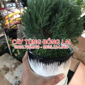 cay-tung-bong-lai-4